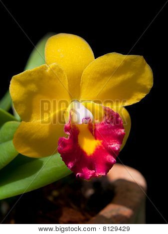 Sophrolaeliocattleya Jungle Beau