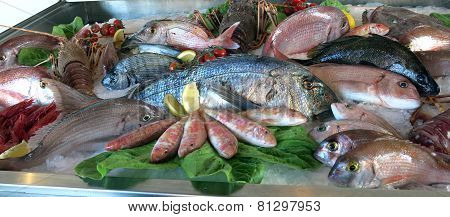 Great White Sea Bream Many Saltwater Fish Fresh