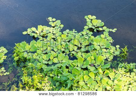 Duckweeds Floating On Water At Lagoon