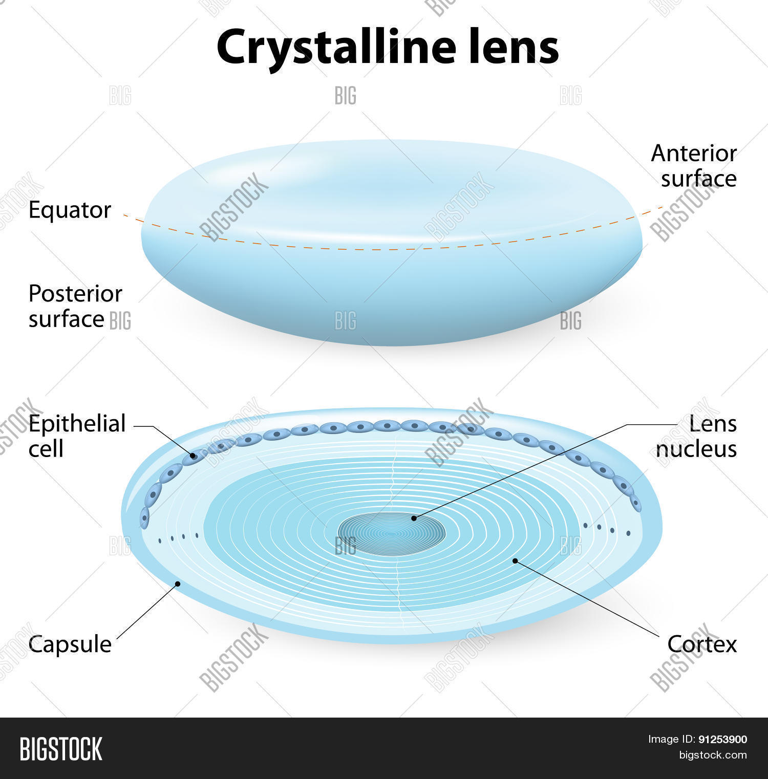Crystalline Lens Vector & Photo (Free Trial) Bigstock