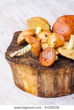 Suillus Luteus, Mushrooms