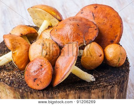 Suillus Luteus, Mushrooms