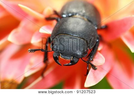 Lesser stag beetle