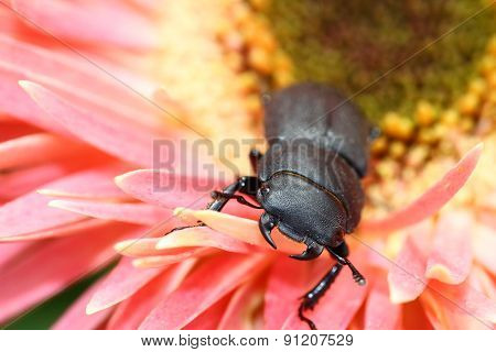 Lesser stag beetle