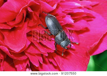 Lesser stag beetle