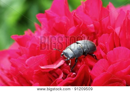 Lesser stag beetle