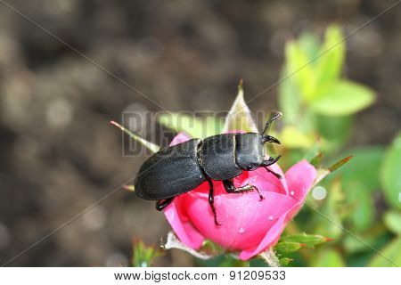 Lesser stag beetle