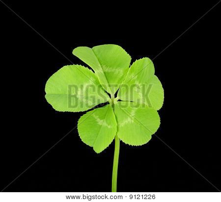 Пять Leaf Clover