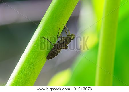Insect Shell