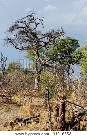 African Landscape