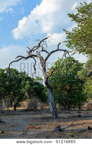 African Landscape