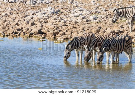 Zebras Drinking