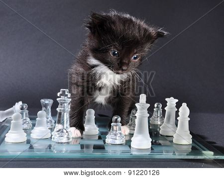 Kitten Glass Chess Board With Falled Pieces