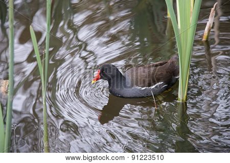 Moorhen