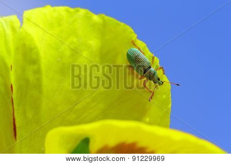 Green Immigrant Weevil