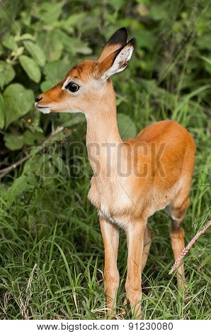 Young Impala Kid In Lush Bush