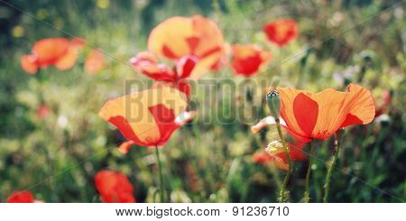 Poppy Flowers Along The Lycian Way - Retro Effect.