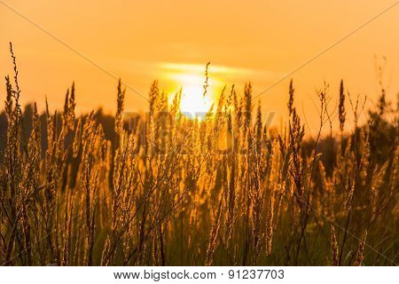 Sunset In The Grass