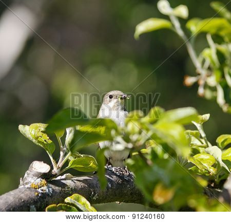 A female flycatcher sits on a twig.