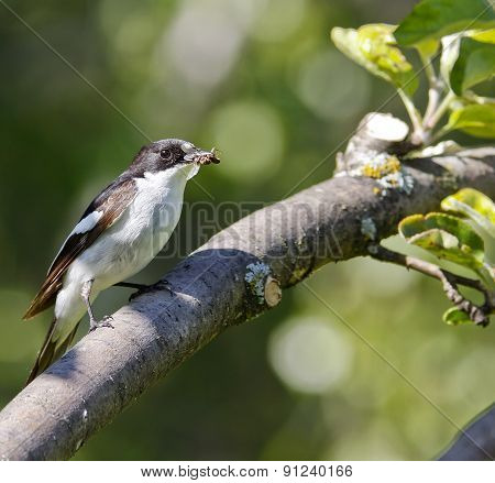 A male flycatcher sits on a twig.