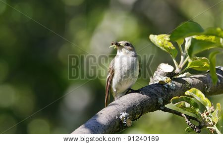 A female flycatcher sits on a twig.