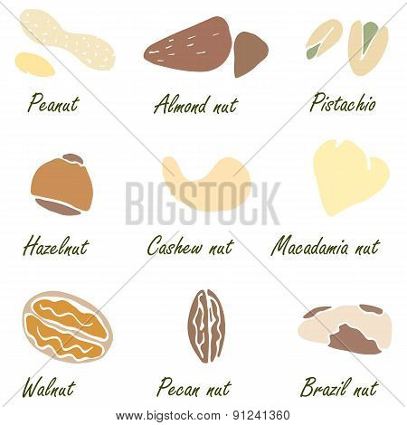 Nuts Set Vector. Suits For Fabric And Package Print
