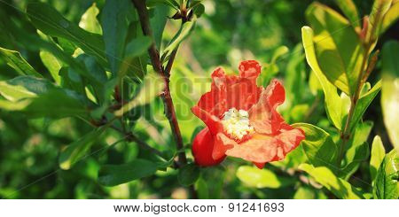 Pomegranate Tree With Green Leafy Background - Vintage Filter.
