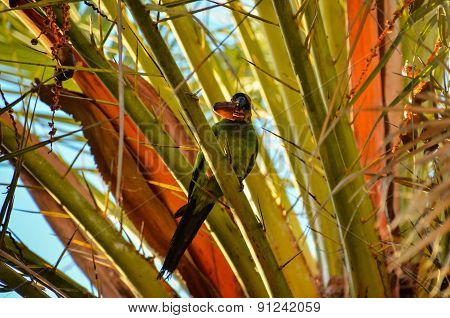 Parrot Tropical Bird