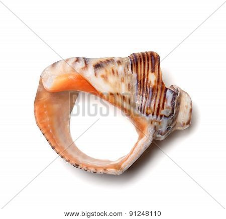 Empty Broken Rapana Shell