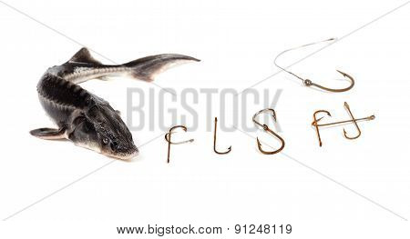 Fresh Sterlet And Word F I S H Composed Of Old Rusty Fish Hooks