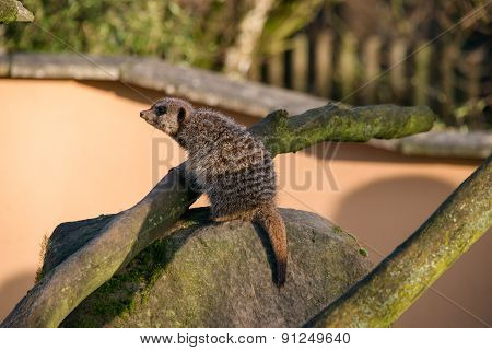 Meercat On A Rock