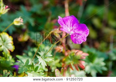 Bee On Purple Flower