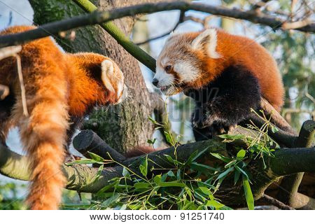 Red Panda