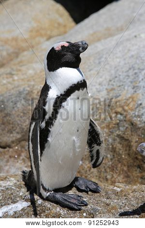 Jackass Penguin