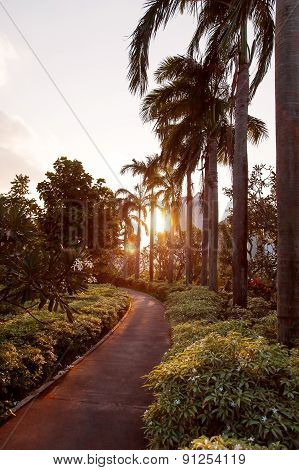 Sunset In Gardens At The Bay, Singapore. Sun Lights Through Palm Trees On Walking Road.