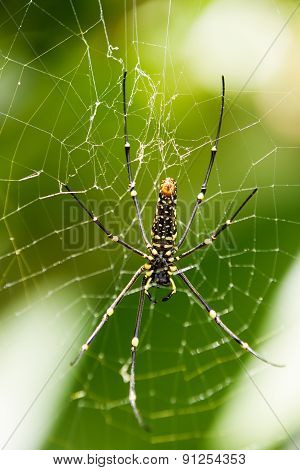 The Northern Golden Orb Weaver Or Giant Golden Orb Weaver (nephila Pilipes), Ventral Side.