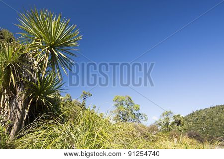 The cabbage tree is one of the most distinctive trees in the New Zealand landscape