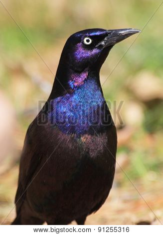 Common Grackle (quiscalus Quiscula)