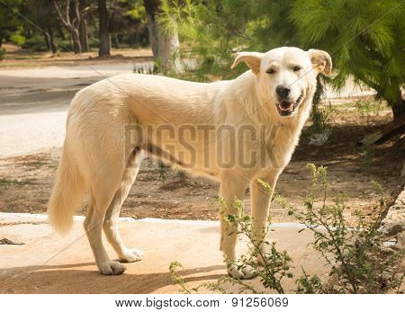 Dogs On The Beach, Schinias, Greece