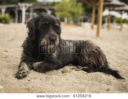 Dogs On The Beach, Schinias, Greece