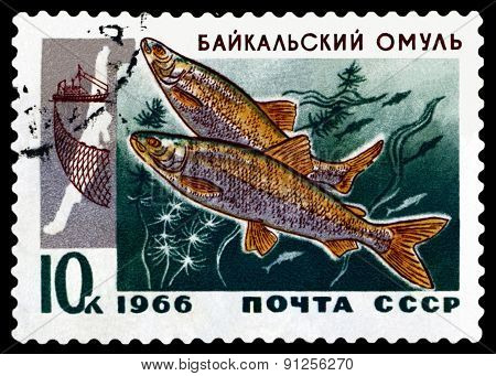 Vintage  Postage Stamp. Baikal Omul.