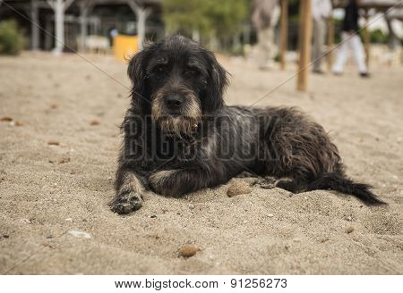 Dogs On The Beach, Schinias, Greece