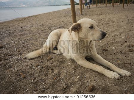 Dogs On The Beach, Schinias, Greece