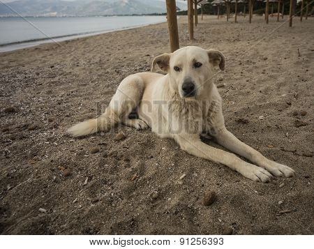 Dogs On The Beach, Schinias, Greece