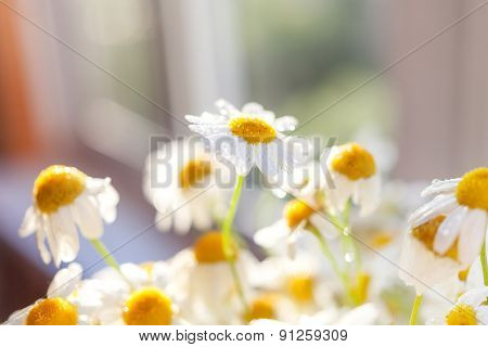 Bouquet Of Camomiles At Sunlight. Cozy Summer Morning At Home. Natural Cute Background.