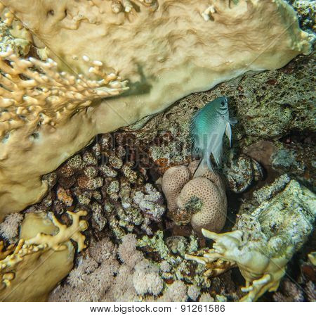 Yellowbelly damselfish - Amblyglyphidodon leucogaster