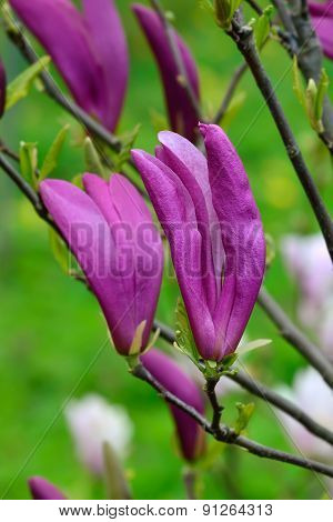 Magnolia Liliiflora