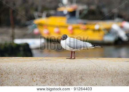 Black Headed Gull