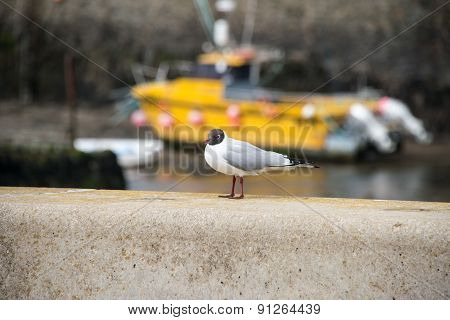 Black Headed Gull