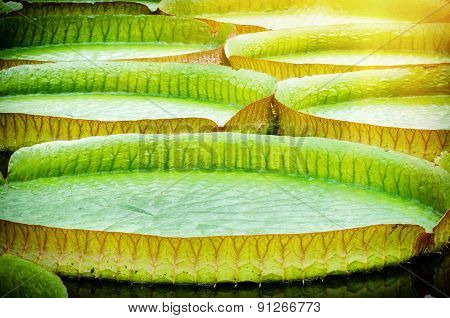 Closeup Of Water Lillies. Victoria Amazonica
